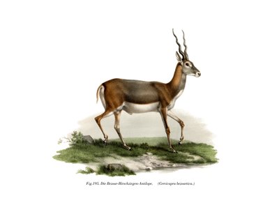 Antilope cervicapre, 1860 - German School